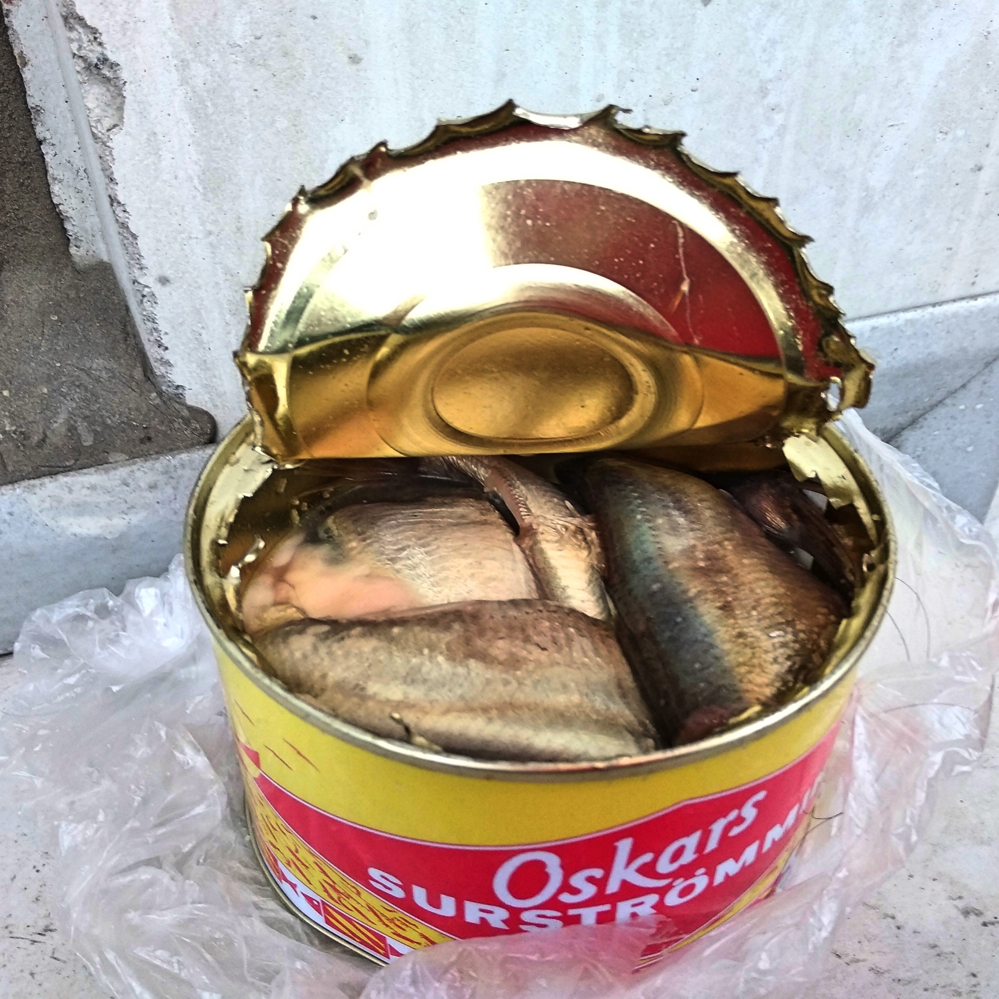 Sour Herring (surströmming) the right way  w/ friends vomiting in the  background 